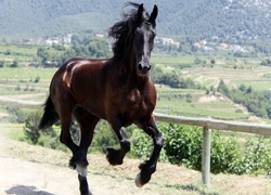 Koń, Galop
