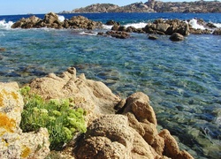 Morze, Kamienie, Roślina