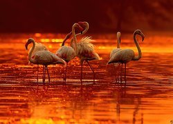 Flamingi, Zachód, Słońca