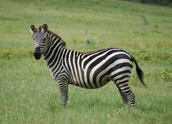 Zebra, Łąka