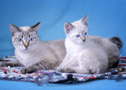 Dwa, Kotki, Mekong Bobtail