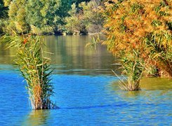 Jesień, Jezioro, Szuwary