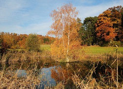 Jezioro, Drzewa, Łąka