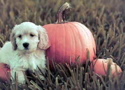 Szczeniak, Golden retriever, Dynie