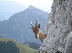 Koziorożec Alpejski, Głowa, Skała, Góry