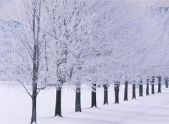 Rząd, Drzew, Zima