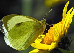 Motyl, Bielinek rzepnik, Kwiat