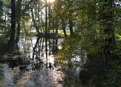 Staw, Drzewa, Porośnięte, Bluszczem