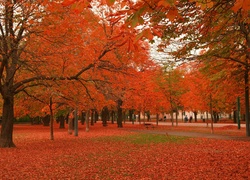 Park, Jesień, Ławka, Drzewa