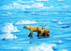 Niedźwiedzie, Woda, Lód