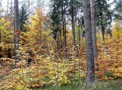 Las, Jesień, Drzewa, Żółte, Liście