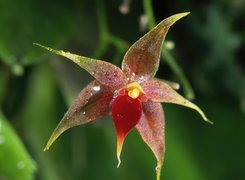 Miniaturowa, Orchidea
