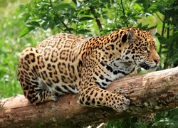Jaguar amerykański, Drzewo