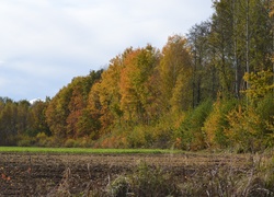 Jesienna, Ściana, Lasu, Pole