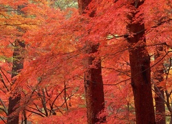 Las, Jesień, Kolorowe, Drzewa