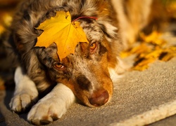 Owczarek australijski, Australian shepherd, Liść