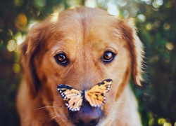 Mordka, Psa, Golden retriever, Motyl
