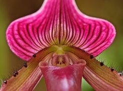 Ladyslipper, Orchid, Odmiana, Storczyka, Kwiat