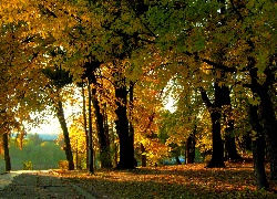 Jesień, Park, Liście