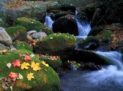 Jesień, Górska, Rzeka, Kamienie, Liście, Mech