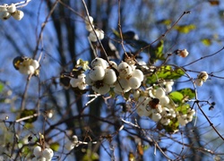 Śnieguliczka, Owocniki