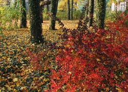 Kolorowe, Jesienne, Liście, Drzewa, Park