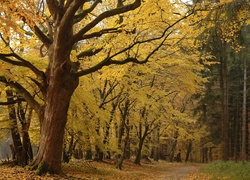 Park, Drzewa, Liście, Jesień