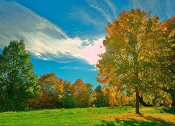 Łąka, Kolorowe, Drzewa, Jesień