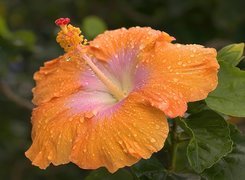 Pomaranczowy, Hibiskus, Kwiat