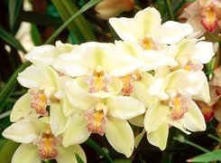 Biała, Odmiana, Cymbidium, Orchid