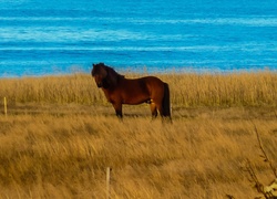 Koń, Trawa, Woda