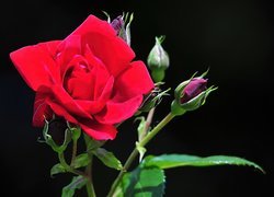 Czerwona, Róża, Pąki