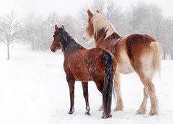 Konie, Padający, Śnieg