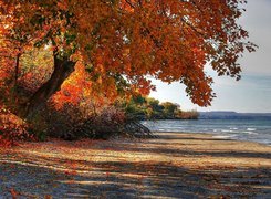 Drzewo, Morze, Jesień