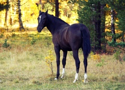 Las, Koń