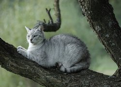 Kotek, Drzewo