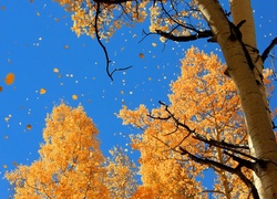 Jesień, Drzewa, Liście, Czyste, Niebo