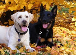 Biały, Labrador, Retriever, Owczarek, Niemiecki