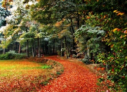 Jesień, Drzewa, Park, Ścieżka