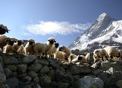Owce, Kamienie, Góry