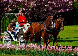 Park, Konie, Bryczka, Tulipany