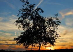 Drzewo, Zachód Słońca, Niebo
