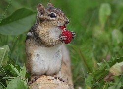 Chipmunk, Malinka