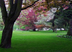 Park, Kolorowe, Drzewa