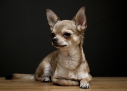 Chihuahua, Beżowej, Maści
