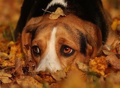 Pies, Jesienne, Liście, Beagle