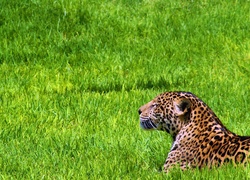Odpoczywajacy, Jaguar, Trawa