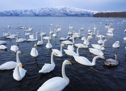 Jezioro, Łabędzie