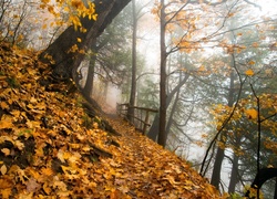 Park, Jesienne, Drzewa, Ścieżka