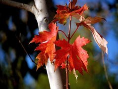 Drzewo, Kolorowe, Liście, Jesieni